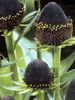 შავი ყვავილების შავ Eyed Susan, აღმოსავლეთ Coneflower, ფორთოხლის Coneflower, Showy Coneflower ფოტო