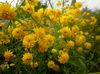 жовтий Квітка Рудбекия Багаторічна фото