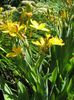 žlutý Blackberry Lily, Leopard Lilie