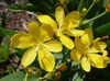 желтый Цветок Беламканда фото