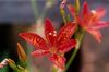 červená Blackberry Lily, Leopard Lilie