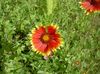kırmızı çiçek Battaniye Çiçek fotoğraf