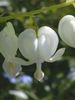 mola Sangramento Coração, Dicentra