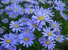 modrá Kvetina Modrá Sedmokráska, Modrá Margarétka fotografie