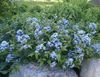 gaiši zils Zieds Blue Dogbane foto