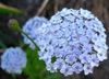 hellblau  Blaue Spitze Blume, Rottnest Island Daisy foto