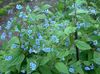 light blue Flower Blue Stickseed photo