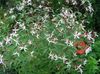 bijela Cvijet Bowmans Korijen,  foto