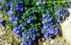 blue Flower Brooklime photo