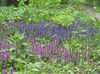 lilac Flower Bugle, Bugleweed photo