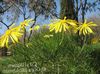 ყვითელი ყვავილების ბუშის Daisy, მწვანე Euryops ფოტო