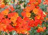 orange Bush Fiolett, Safir Blomst