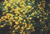 Butter Daisy, Melampodium, Gold Medallion Flower, Star Daisy