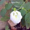 λευκό λουλούδι Πεταλούδα Μπιζέλι φωτογραφία