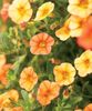 turuncu çiçek Calibrachoa Milyon Çan fotoğraf