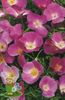 იასამნისფერი ყვავილების კალიფორნიის ყაყაჩოების ფოტო