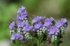 açık mavi çiçek Californian Bluebell, Dantelli Arı Otu, Mavi Bukleler, Tırtıl, Fiddleneck, Örümcek Çiçek, Yabani Heliotrope fotoğraf