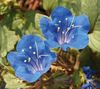 Kalifornský Bluebell, Lacy Phacelia, Modré Lokienky, Húsenica, Fiddleneck, Pavúk Kvet, Divoký Heliotrop