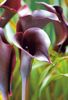 οινώδης λουλούδι Calla Κρίνος, Κρίνος Arum φωτογραφία