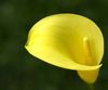 κίτρινος λουλούδι Calla Κρίνος, Κρίνος Arum φωτογραφία