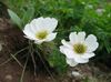 bianco Callianthemum