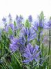 gaiši zils Zieds Camassia foto