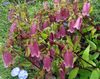 οινώδης λουλούδι Campanula, Καμπανούλα φωτογραφία