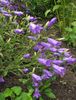 fialový Kvetina Campanula, Zvonček fotografie