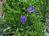 niebieski Kwiat Bell Niewymiarowych zdjęcie
