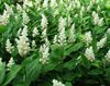 Canada Mayflower, False Lily of the Valley