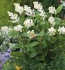 white  Canada Mayflower, False Lily of the Valley photo
