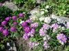 lilac Flower Candytuft photo