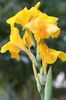 yellow Canna Lily, Indian shot plant
