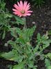 pink Flower Cape Daisy, Monarch of the Veldt photo