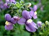 violetti Cape Jalokiviä