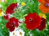burgunder Blomst Cape Juveler bilde