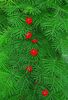 rot Blume Kardinal Bergsteiger, Zypresse-Rebe, Indisches Rosa foto