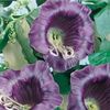 violet Floare Clopote Catedrala, Ceasca Si Farfurie De Plante, Ceasca Si Farfurie De Viță De Vie fotografie