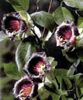 burgundy Flower Cathedral Bells, Cup and saucer plant, Cup and saucer vine photo