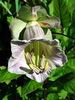 lilac Cathedral Bells, Cup and saucer plant, Cup and saucer vine