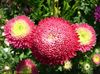 red Flower China Aster photo