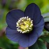 черный Цветок Морозник (Геллеборус) фото