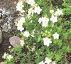 fehér Virág Cinquefoil fénykép