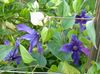 blau Blume Klematis foto
