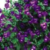 фиолетовый Цветок Торения фото