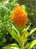 oranžový Květina Cockscomb, Chochol Rostlina, Osrstěné Amarant fotografie