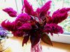 burgundia Virág Kakastaréj, Tollat ​​üzem, Tollas Amaránt fénykép