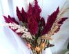 Cockscomb, Plume Plant, Feathered Amaranth