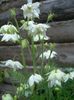 bianco Fiore Columbine Flabellata, Columbine Europeo foto