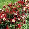 červená Kvetina Orlíček Flabellata, Európsky Orlíček fotografie